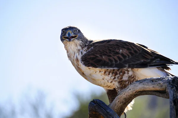 Järnhaltig hawk — Stockfoto