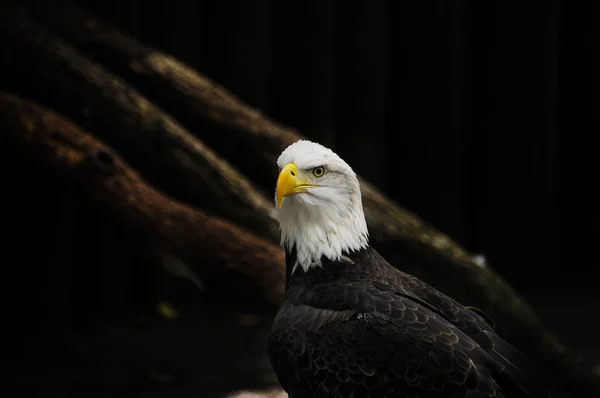 Porträt eines amerikanischen Adlers — Stockfoto