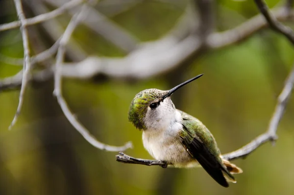 Retrato de un colibrí —  Fotos de Stock