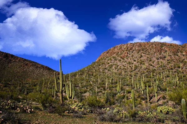 Saguaro Cactus — Stock Photo, Image