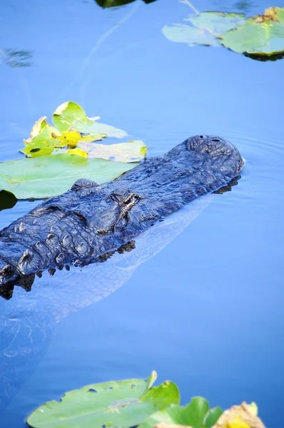 Alligator wachten — Stockfoto