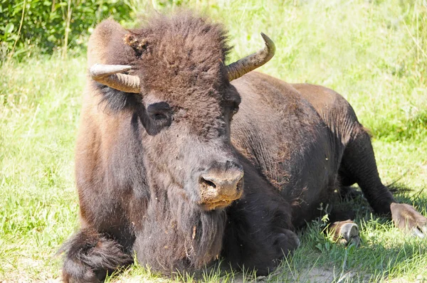 Buffalo — Stock Photo, Image