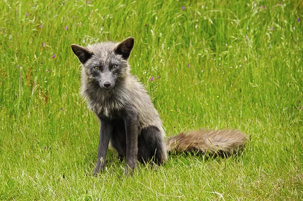 Rotfuchs — Stockfoto