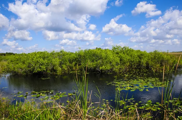 Het Everglades Nationaalpark — Stockfoto