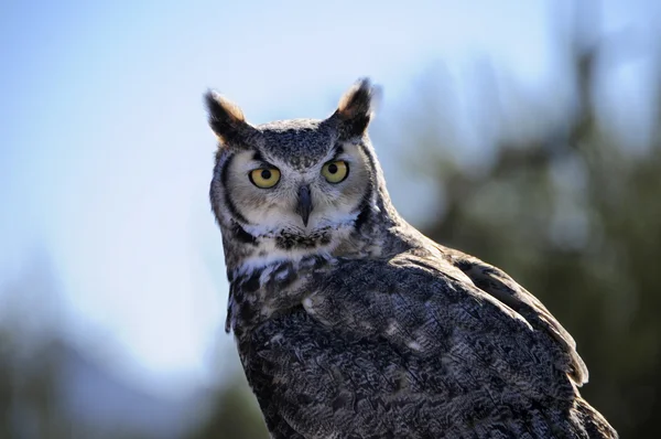 Great Horned Owl — Stockfoto