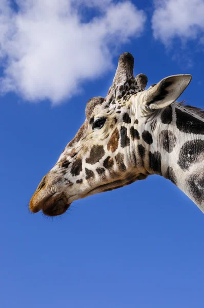 Giraffe — Stock Photo, Image