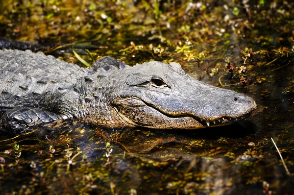 Alligator — Stockfoto