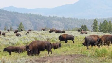 Yellowstone Ulusal Parkı 'ndaki Lamar Vadisi yakınlarında otlayan küçük bir Buffalo sürüsü. Kamera tamir edildi.