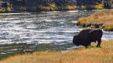 Bir Amerikan Bizonu Wyoming 'deki Yellowstone Ulusal Parkı' nın batısındaki Madison Nehri boyunca su içiyor. Sahne arka planda. Kamera kilitlendi..