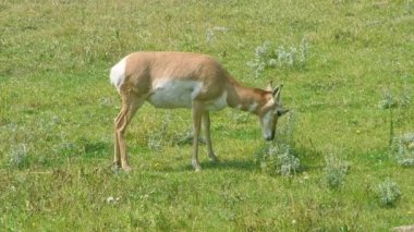 Lamar Vadisi, Yellowstone Ulusal Parkı, Wyoming 'de dişi antilop otluyor..