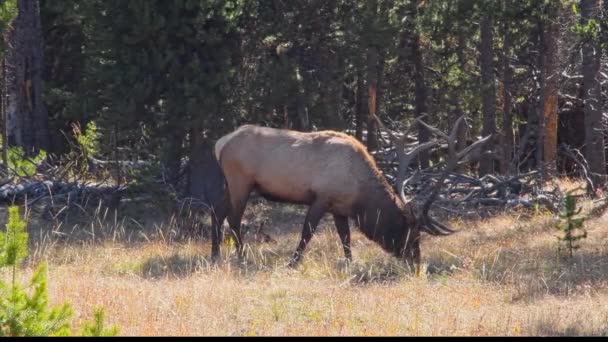 怀俄明州黄石公园一只公麋鹿在秋天的草地上吃草 — 图库视频影像