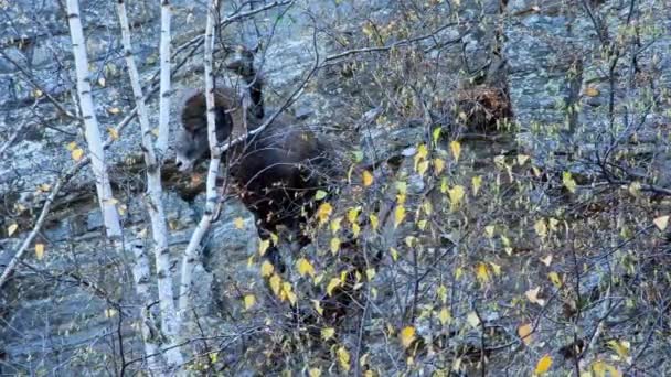 Dickhornschafe Rammen Eine Klippe Entlang Hinter Espenbäumen Custer State Park — Stockvideo