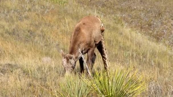 Bighorn Sheep Yearling Grazing Fall Grasses Badlands National Park South — Stock Video