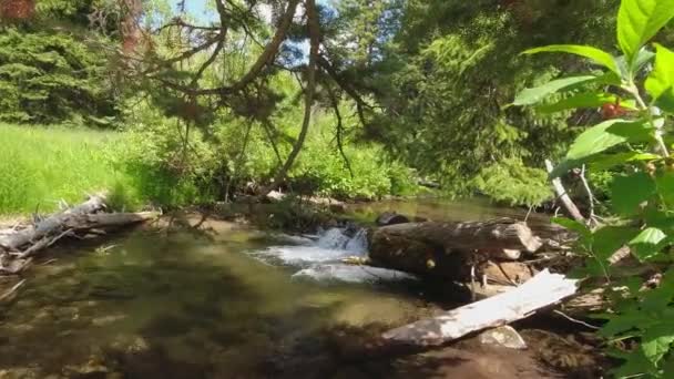 솔트레이크시티 캐년의 크릭의 통나무 떨어지는 카메라 — 비디오