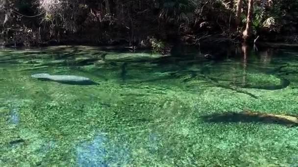 Manatee Swims Warm Waters Blue Springs Blue Springs State Park — Stock Video