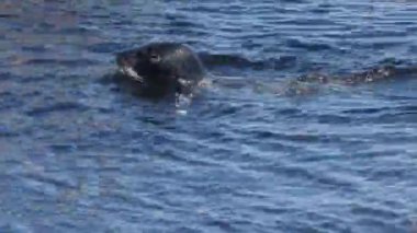 Genç bir liman foku Monterey Körfezi, Kaliforniya 'da kayaların yanında yüzer. Kamera el kamerasıyla hayvanı takip ediyor..