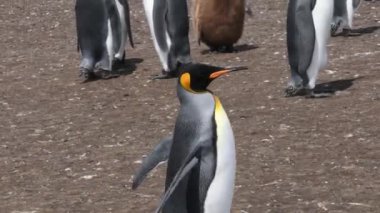 Yetişkin bir Kral Penguen Falkland Adaları 'ndaki Gönüllü Noktası' nda bir koloninin etrafında dolaşıyor. Kamera hayvanı takip ediyor..