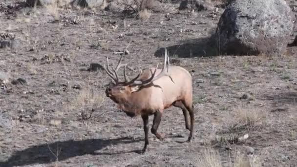 Een Bull Eland Actief Herfst Het Yellowstone National Park Vlakbij — Stockvideo