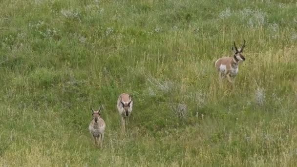 南达科他州卡斯特州立公园 一群小羚羊在一片绿茵的草原上放牧和互动 — 图库视频影像