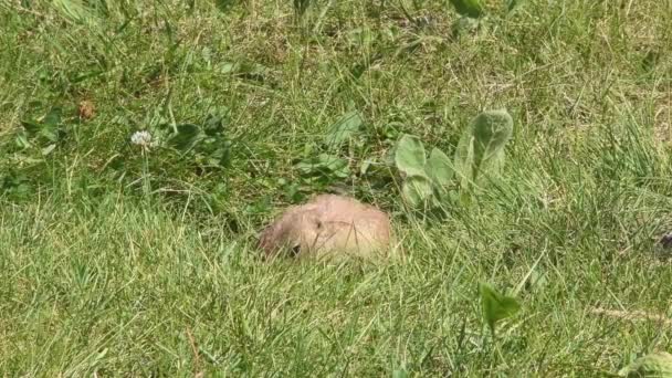 プレーリードッグは サウスダコタ州カスター州立公園の草原草の緑のフィールドにガードを立っています カメラは動物にロックされている — ストック動画