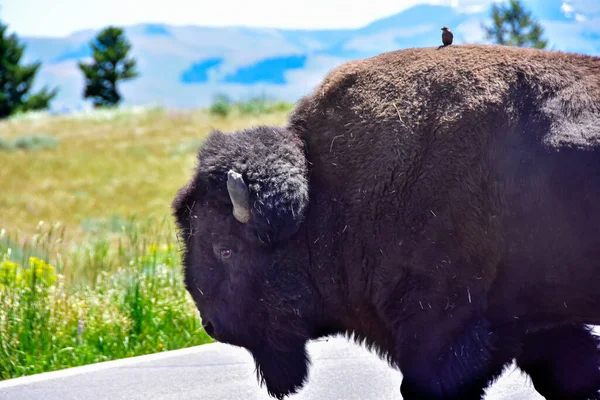 Uccellino Che Riceve Passaggio Grande Bufalo Nel Parco Nazionale Yellowstone — Foto Stock