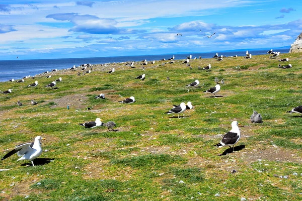 Kelp Gull Rookery Magdalena Island Chili — Stockfoto