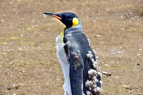 Juvenil King Penguin Molting — Fotografia de Stock