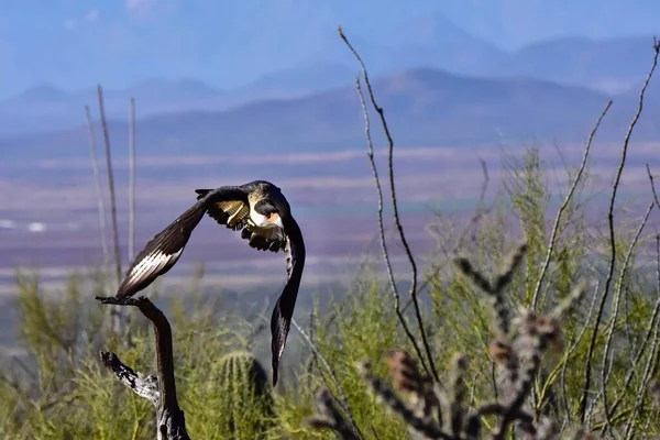 Una Caracara Crested Sorvola Deserto — Foto Stock