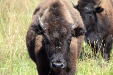 Genç bir bufalonun portresi..