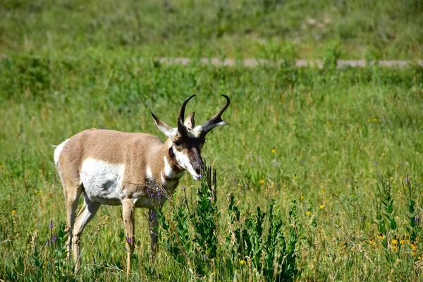 Antelope Apreciando Flores Custer State Park Dakota Sul — Fotografia de Stock