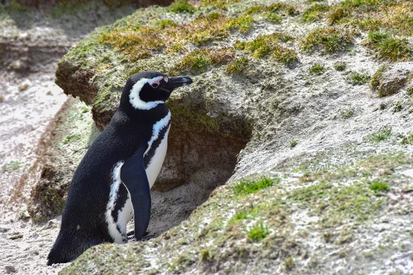 Magellanic Penguin Standing Next His Burrow — Fotografia de Stock