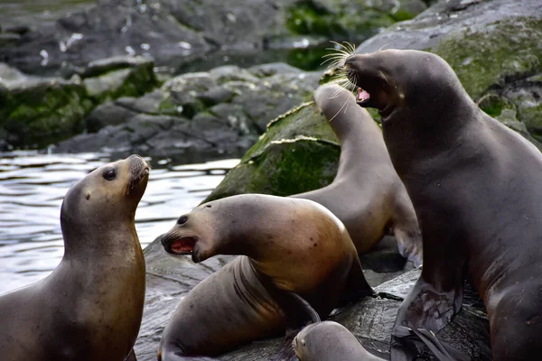 Sea lions on a rock in the Beagle Channel, in Argentina.