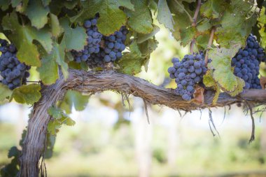 Lush, Ripe Wine Grapes on the Vine clipart