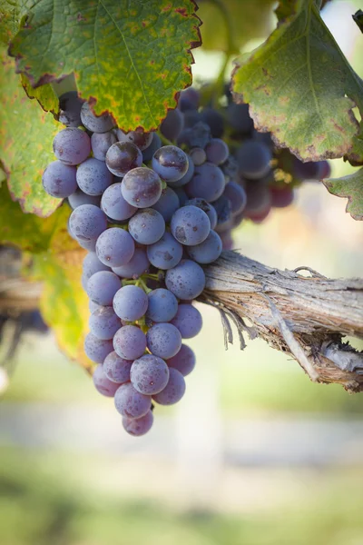 Lush, Ripe Wine Grapes on the Vine — Stock Photo, Image