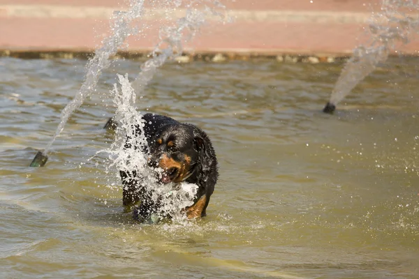 Fröhlicher Rottweiler spielt im Wasserbrunnen — Stockfoto