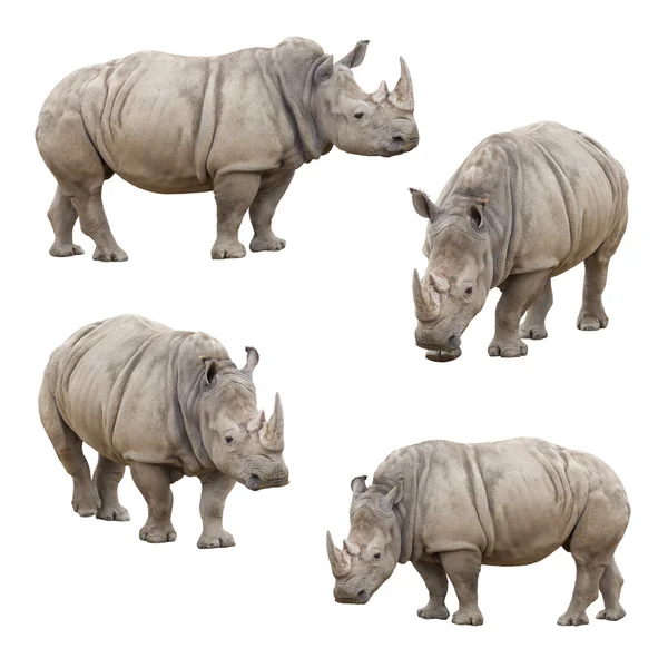 Set di rinoceronti isolati su sfondo bianco — Foto Stock