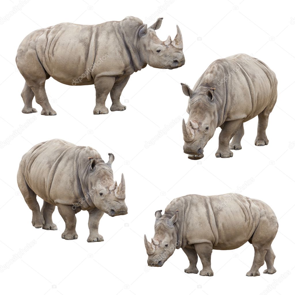 Set of Rhinoceros Isolated on a White Background