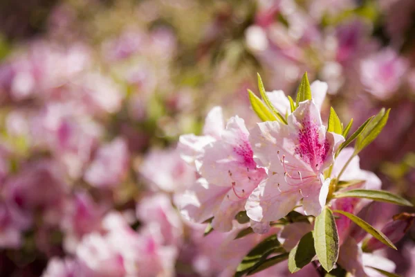 Mooie roze bloemen die bloeien in het voorjaar van — Stockfoto