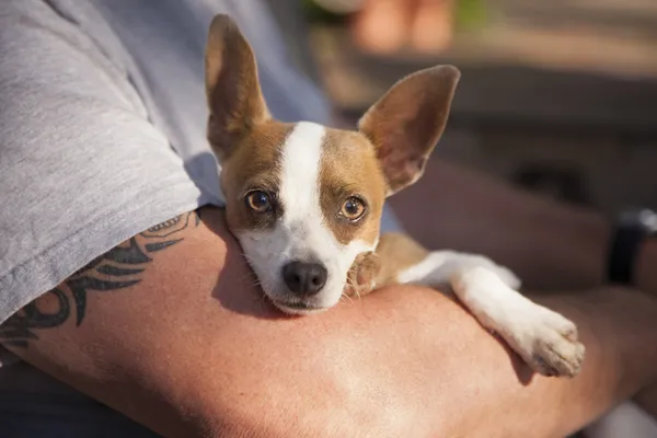 Bonito Jack Russell Terrier olhar como mestre segura ela — Fotografia de Stock