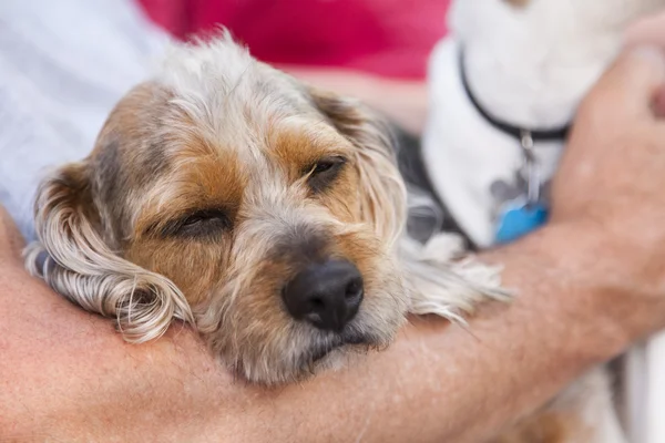 Mignon terrier chiot regard sur comme maître détient son — Photo