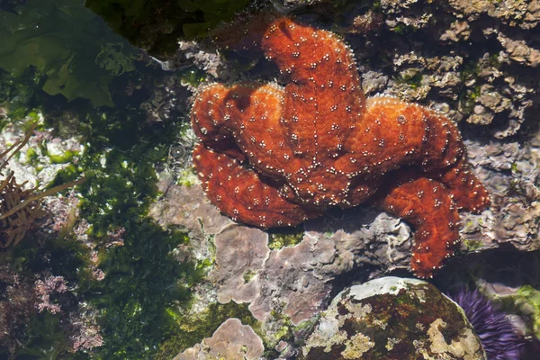 Schöne Seesterne im seichten Pool — Stockfoto