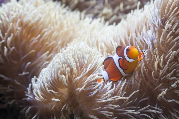 Beautiful Clownfish and Sea Anemone — Stock Photo, Image