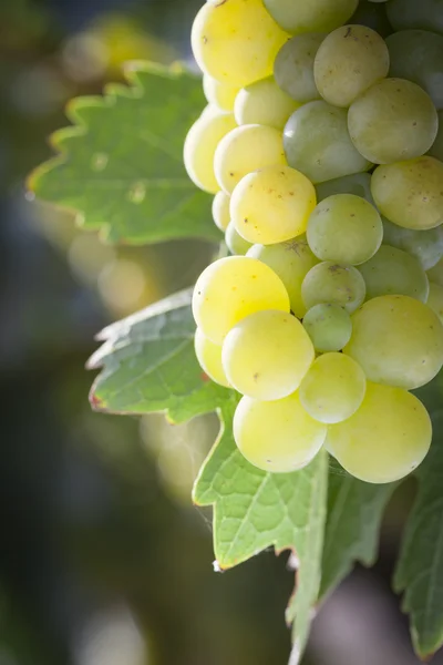 Uva blanca exuberante Bushels Viñedo en el sol de la mañana —  Fotos de Stock