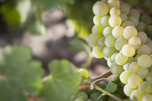 Vignoble luxuriant de pinceaux de raisin blanc dans le soleil du matin — Photo