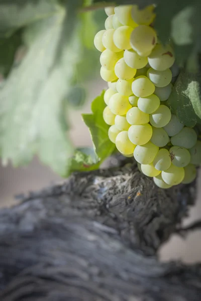 Bujny białych winogron buszli winnicy w porannym słońcu — Zdjęcie stockowe