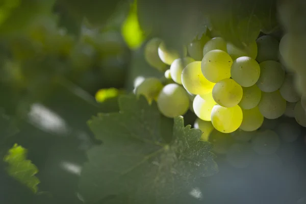 Videira de Bushels de uva branca exuberante no sol da manhã — Fotografia de Stock