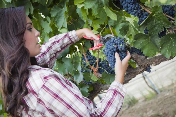 Unga blandras kvinna skörda druvor i vingården — Stockfoto
