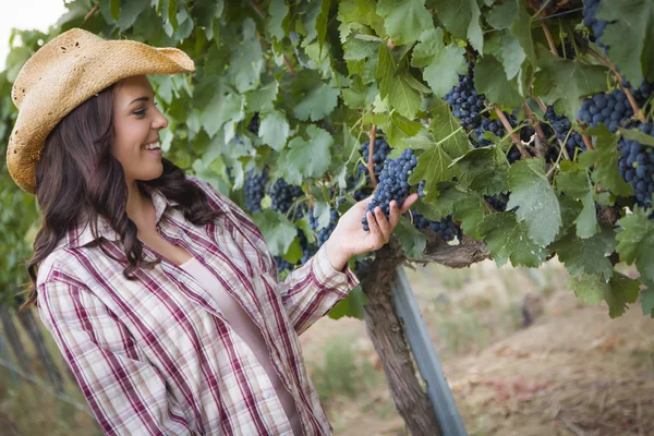 Jovem agricultora adulta que inspeciona uvas na vinha — Fotografia de Stock