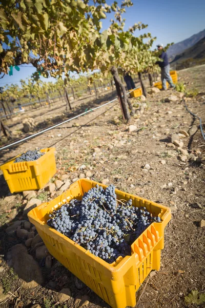 Workers Harvest Ripe Red Wine Grapes Into Bins — Stock Photo, Image