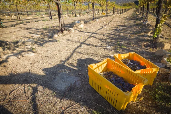 Wino z winogron w pojemnikach zbioru pewnego ranka upadku — Zdjęcie stockowe